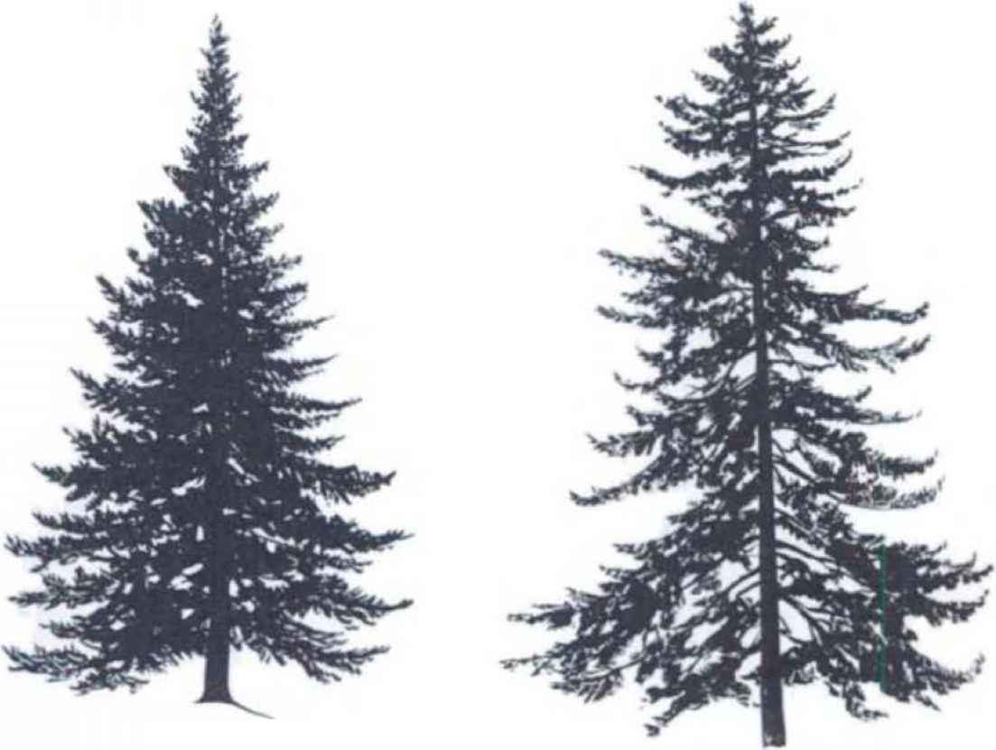 Spruce Tree Silhouette