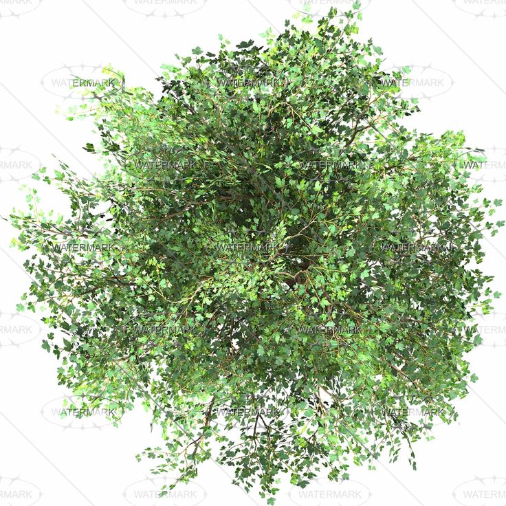Top View Trees Plans Top View Trees Plans