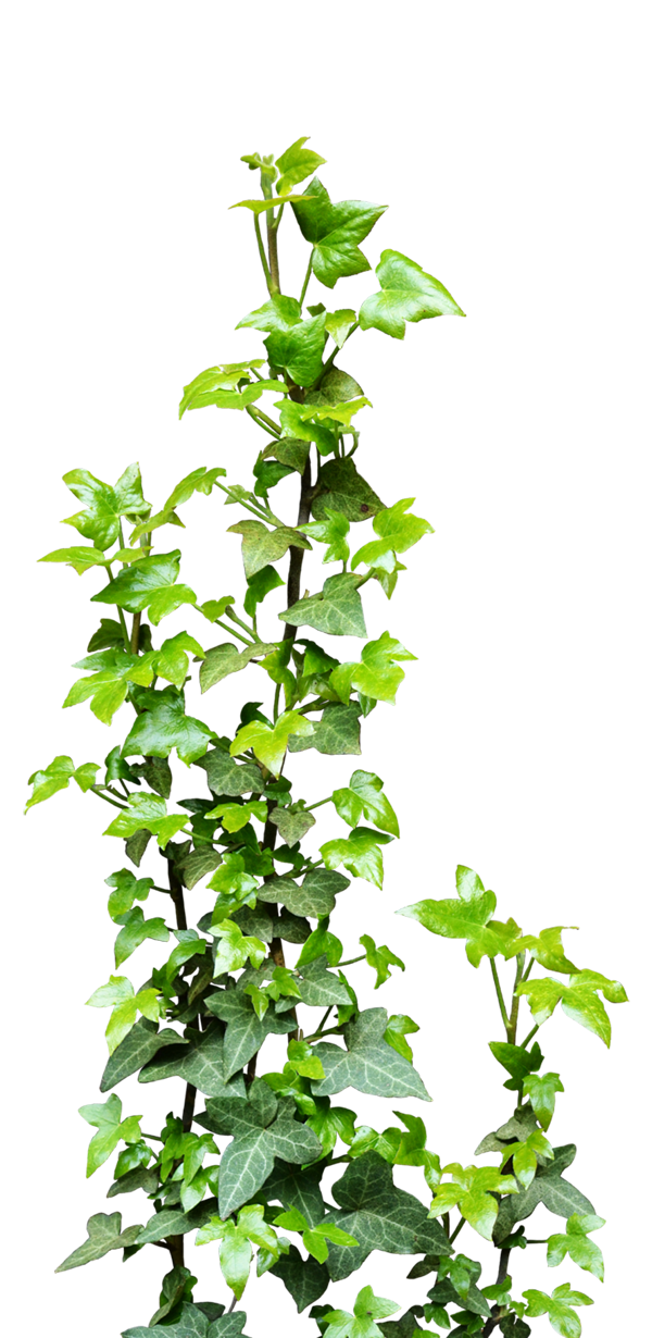 Transparent Ivy Vines