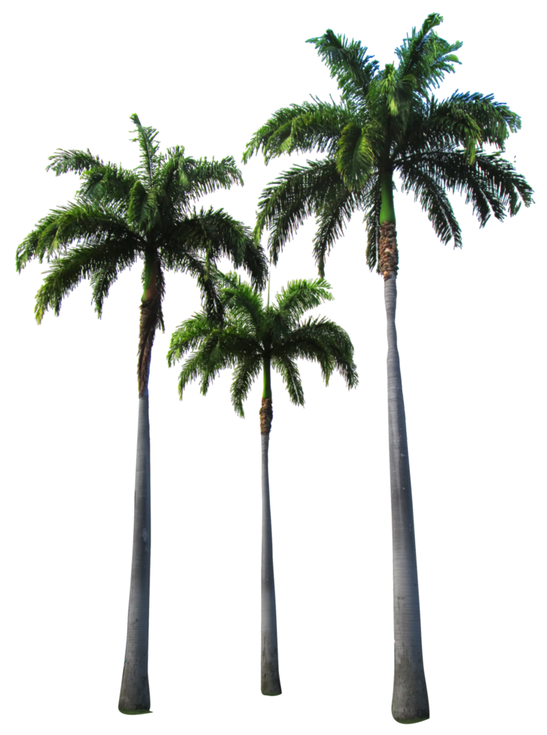 Transparent Palm Tree