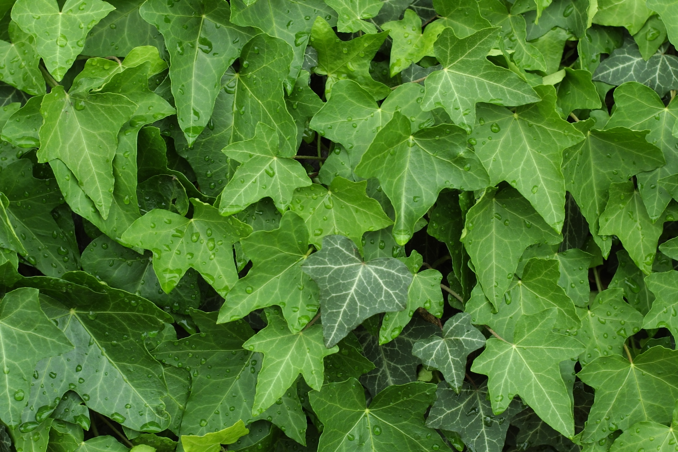 Wild Climbing Vines