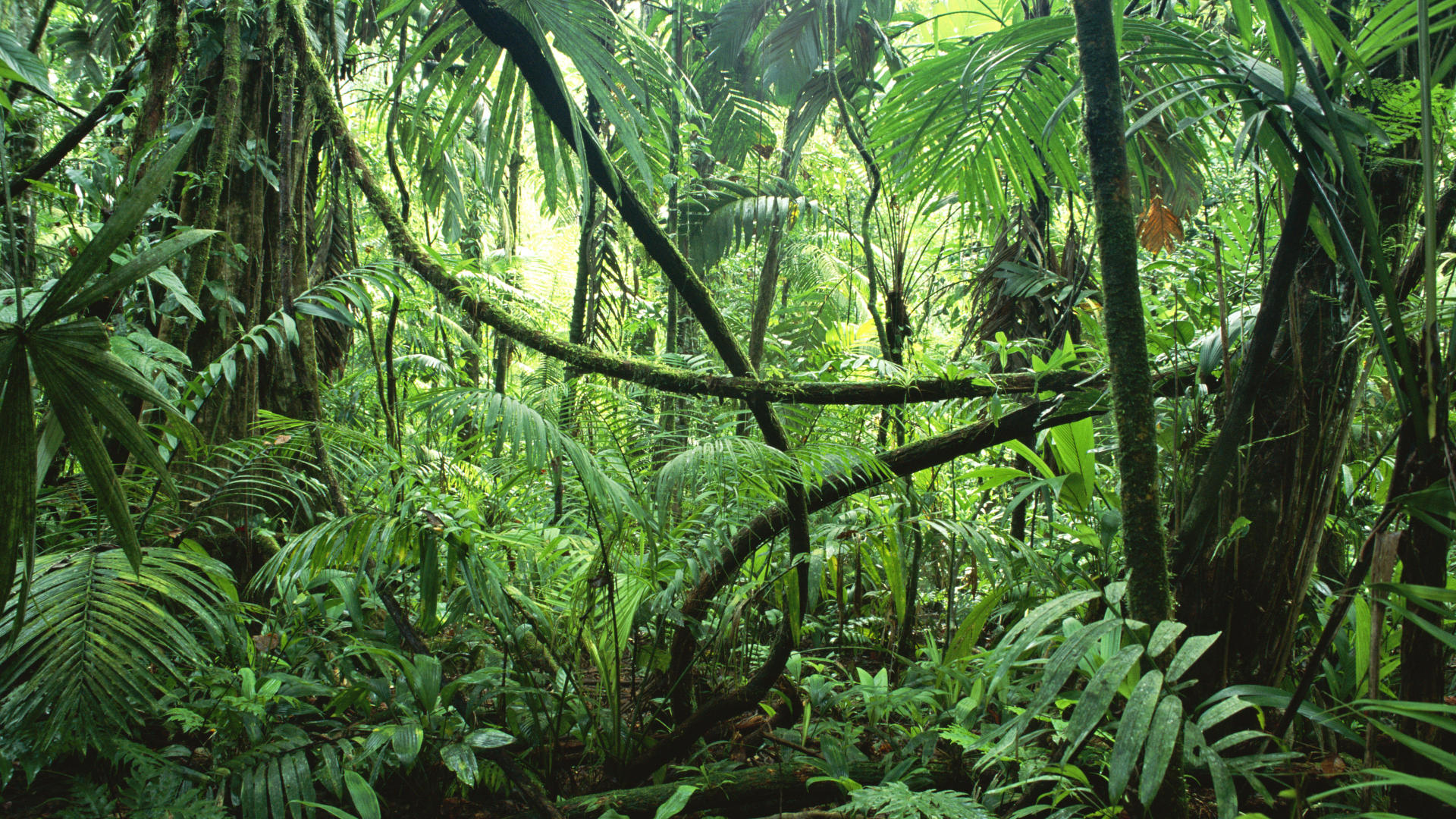 Amazon Jungle Tropical Rainforest Amazon Jungle Tropical Rainforest