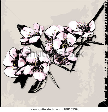 Apple Blossom Branch Drawing