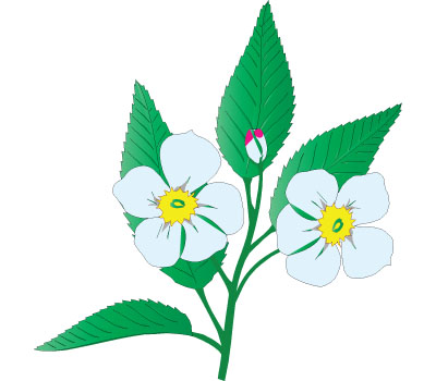 Apple Blossom Clip Art Free