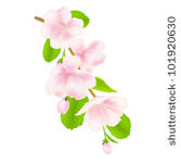 Apple Blossom Clip Art Vector