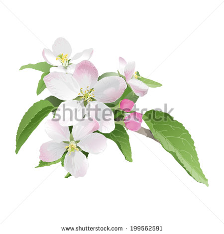 Apple Blossom Clip Art Vector