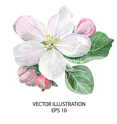 Apple Blossom Flower Vector