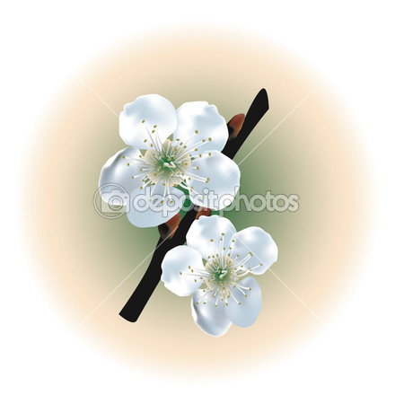 Apple Blossom Vector Illustrations