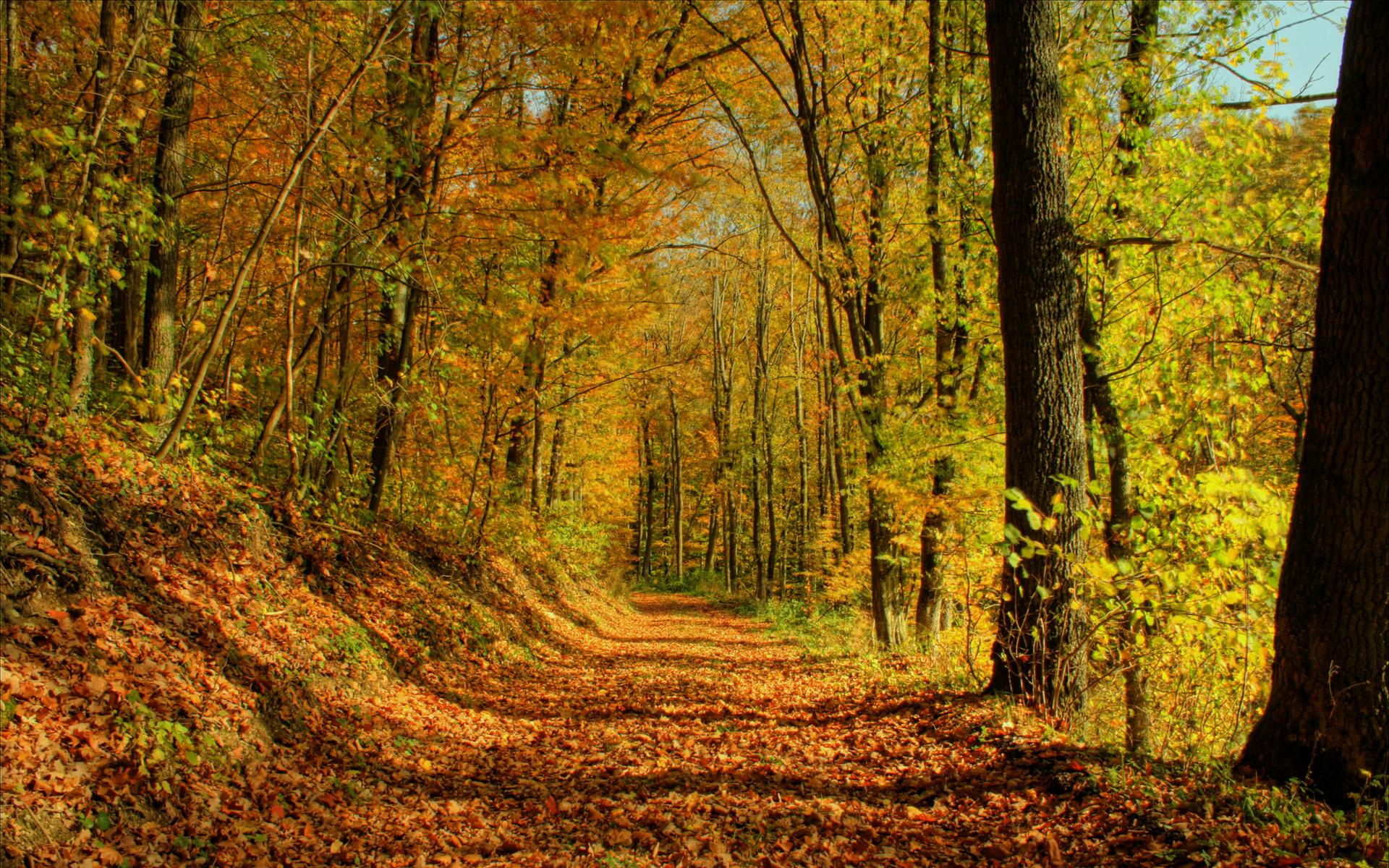 Autumn Forest Landscape