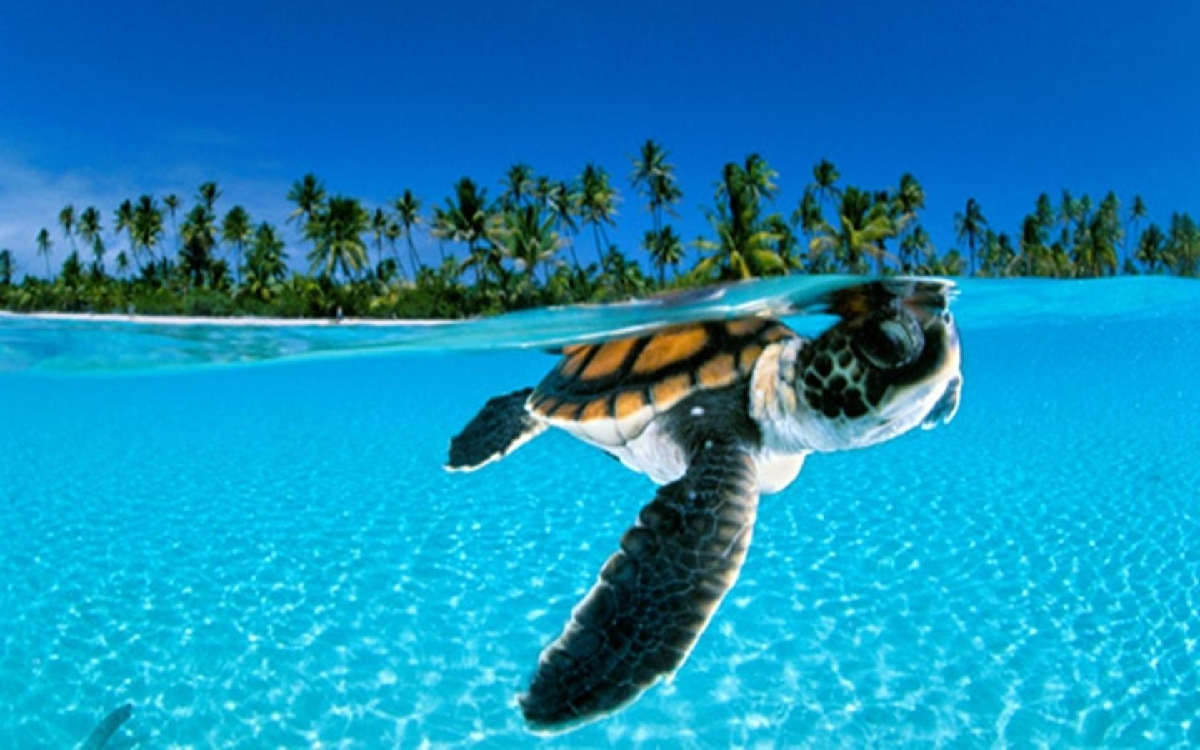 Baby Green Sea Turtles Swimming
