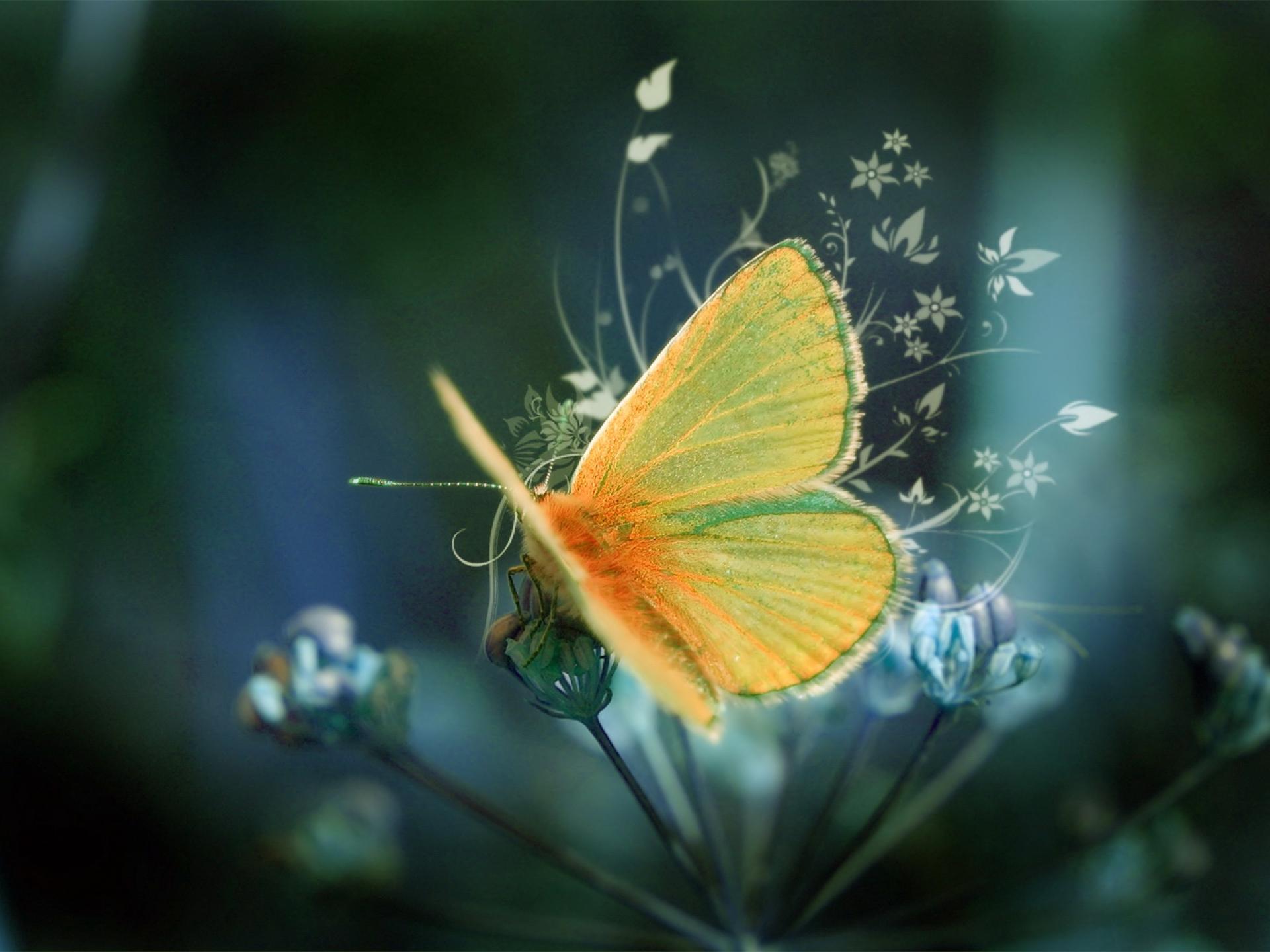 Beautiful Butterflies for Desktop Computers