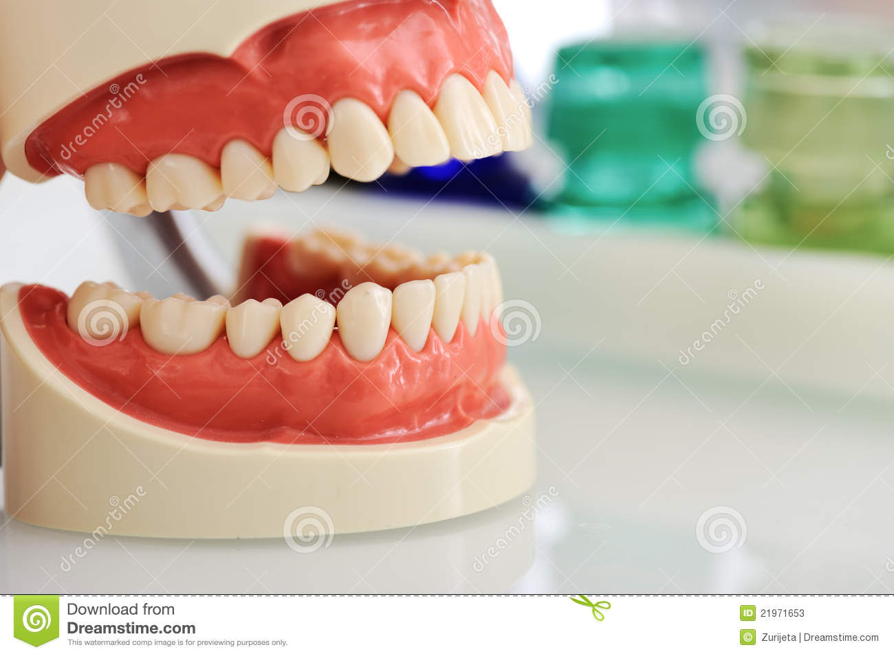 Dental Jaw