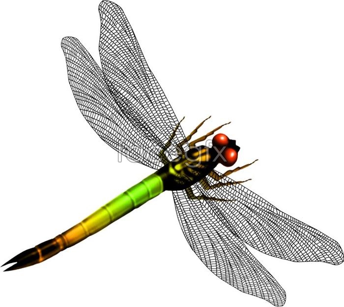 Dragonfly Graphic Design