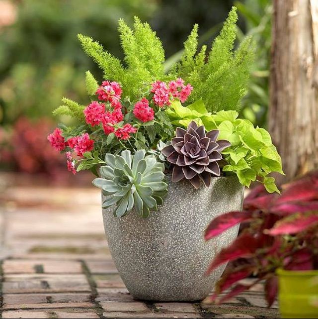 Flowers and Succulent Container Gardens