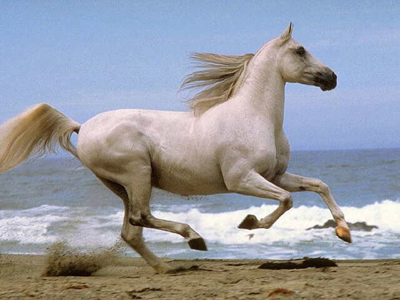 Horse Running On Beach