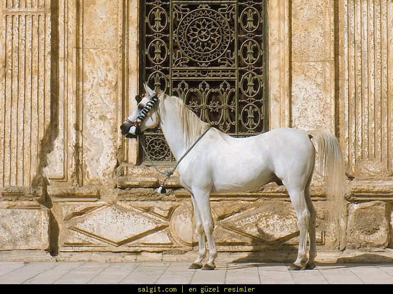 Missouri Fox Trotter Horse Missouri Fox Trotter Horse