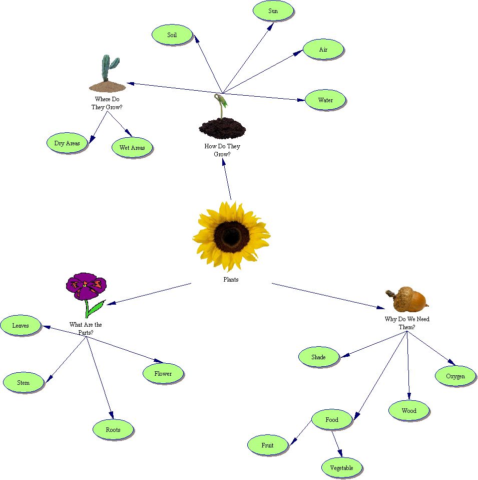 Plant Classification Graphic Organizer