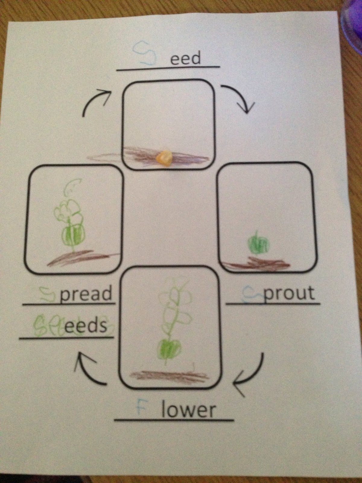 Plant Life Cycle Graphic Organizer