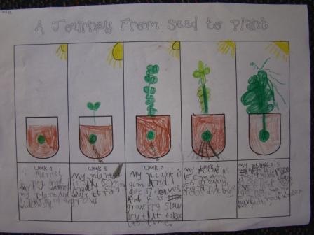 Plant Seed Graphic Organizer