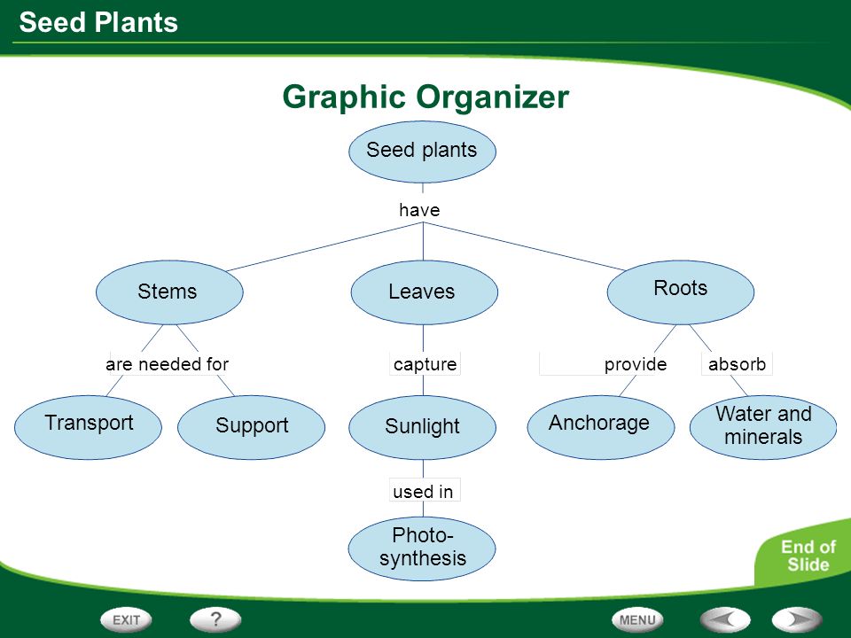 Plant Seed Graphic Organizer