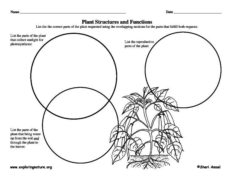 Plant Structures Graphic Organizer