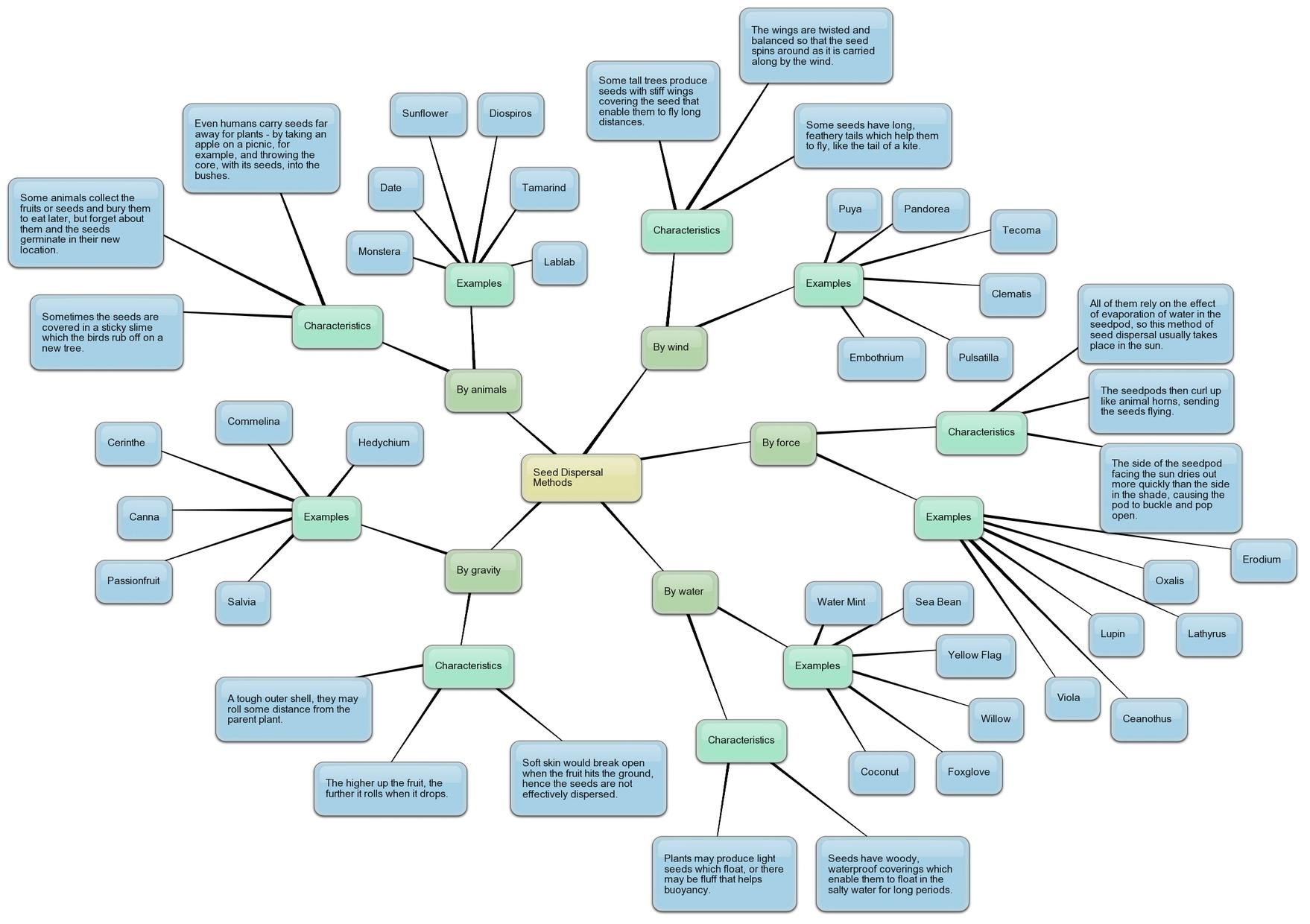 Seed Dispersal Methods