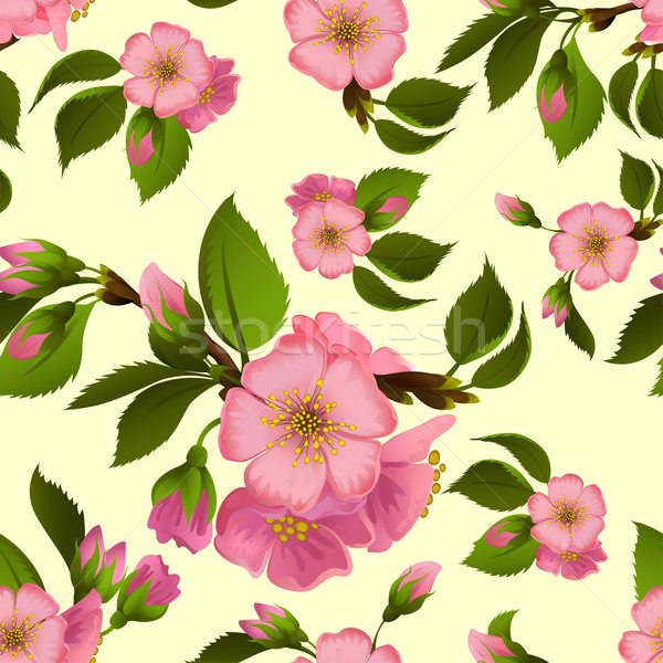 Spring Apple Blossom Vector