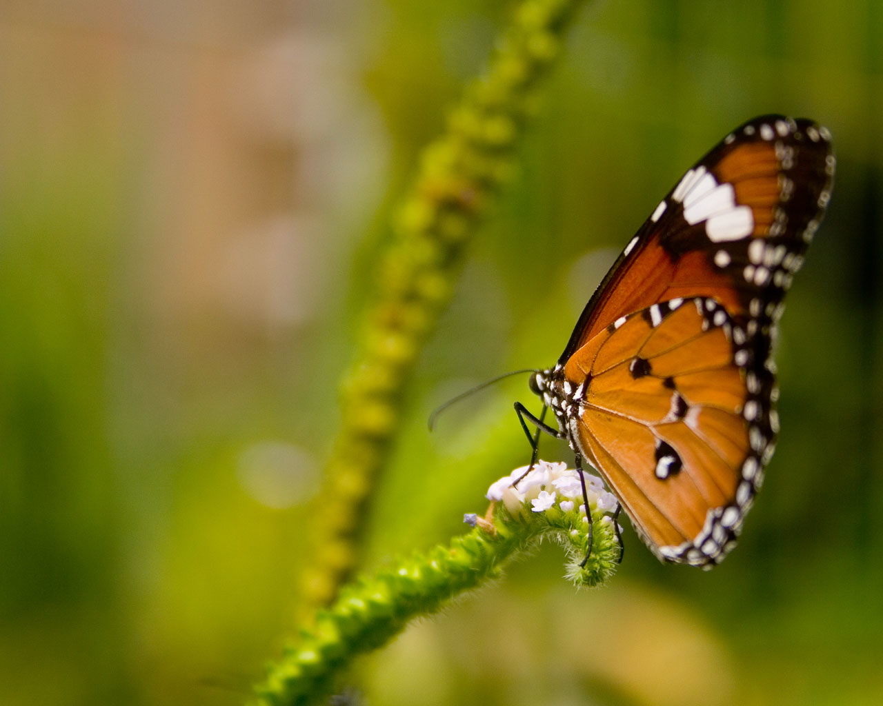 Spring Desktop Wallpaper Butterflies