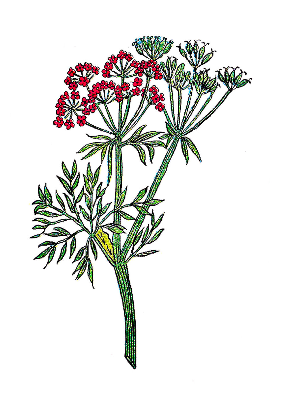 Vintage Botanical Illustration Plant