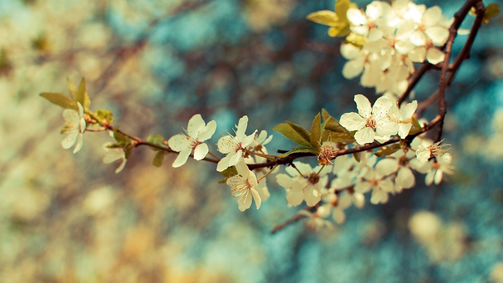 Vintage Flowers Desktop