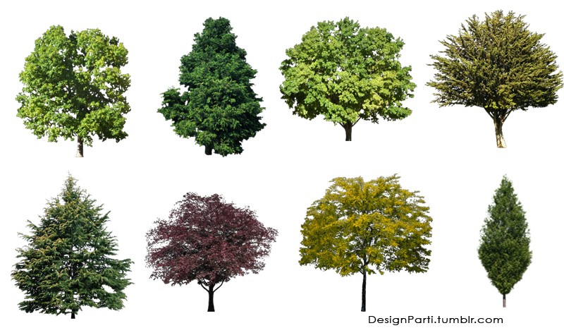 17 Photos of Free Trees For Photoshop