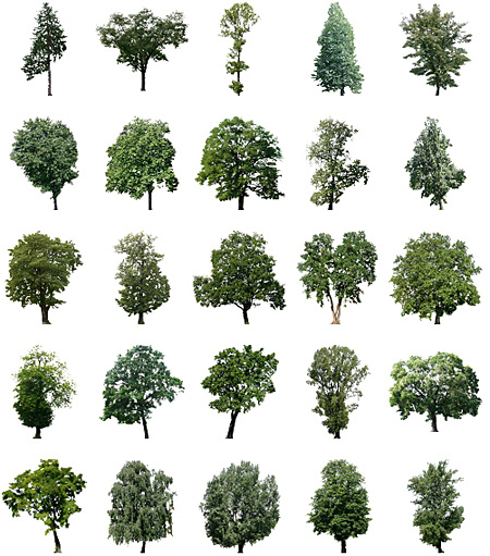 Cut Out Trees Photoshop