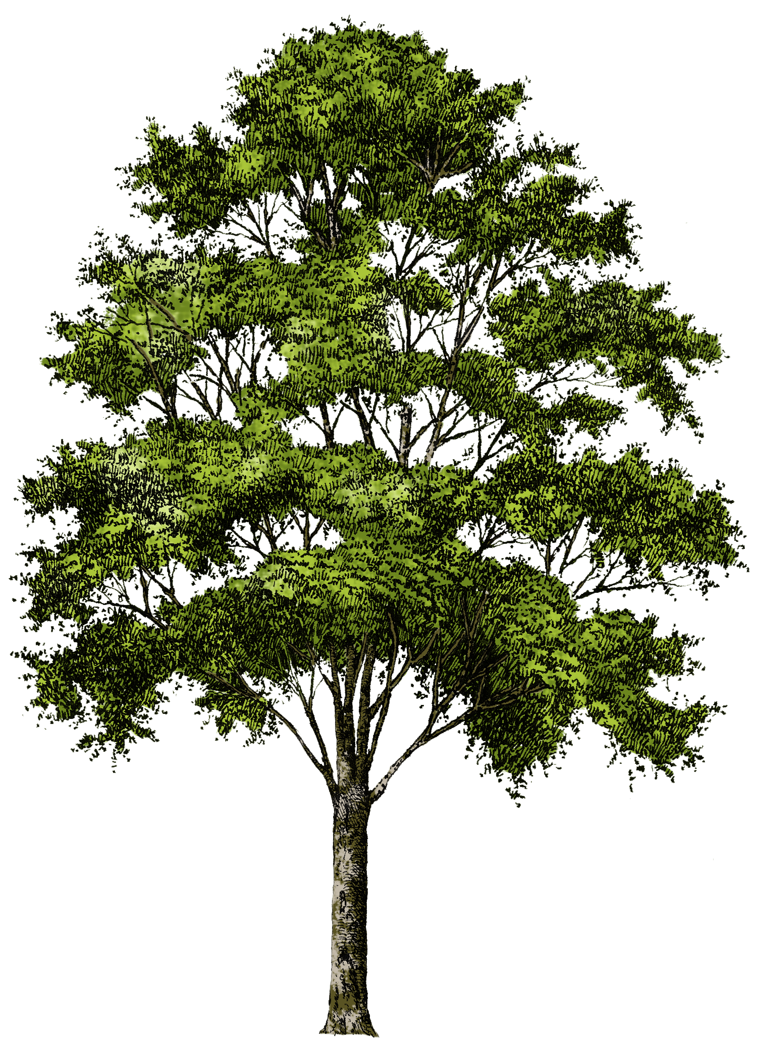 Free Transparent PNG Tree