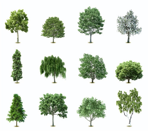 Free Tree Vector Photoshop