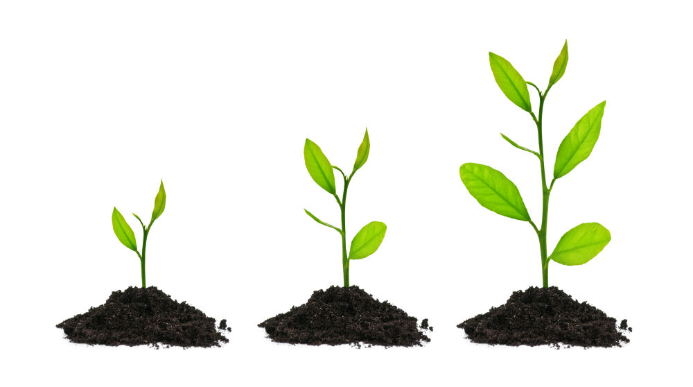 Growing Bonsai Trees From Seed Growing Bonsai Trees From Seed
