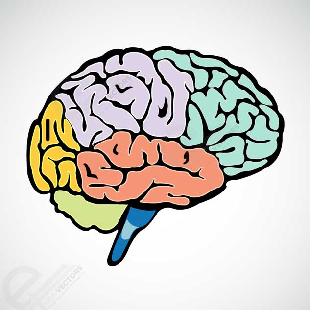 Human Brain Clip Art Vector