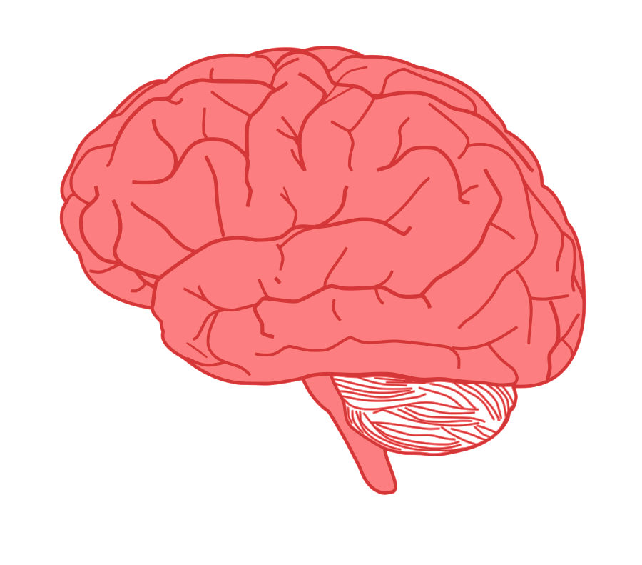 Human Brain Clip Art
