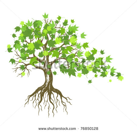 Maple Tree with Green Leaves