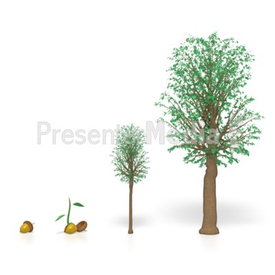 Oak Tree Growth Stages Oak Tree Growth Stages