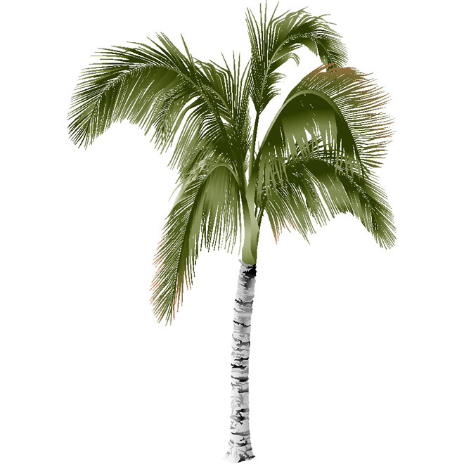 Palm Tree Vector Illustration