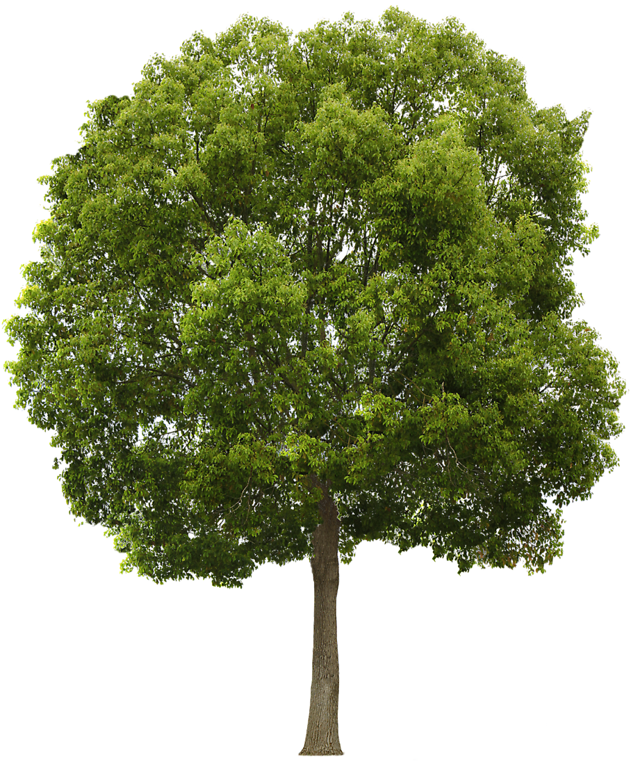 Tree Transparent Texture