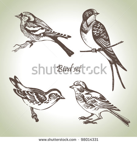 Bird Vector Illustration
