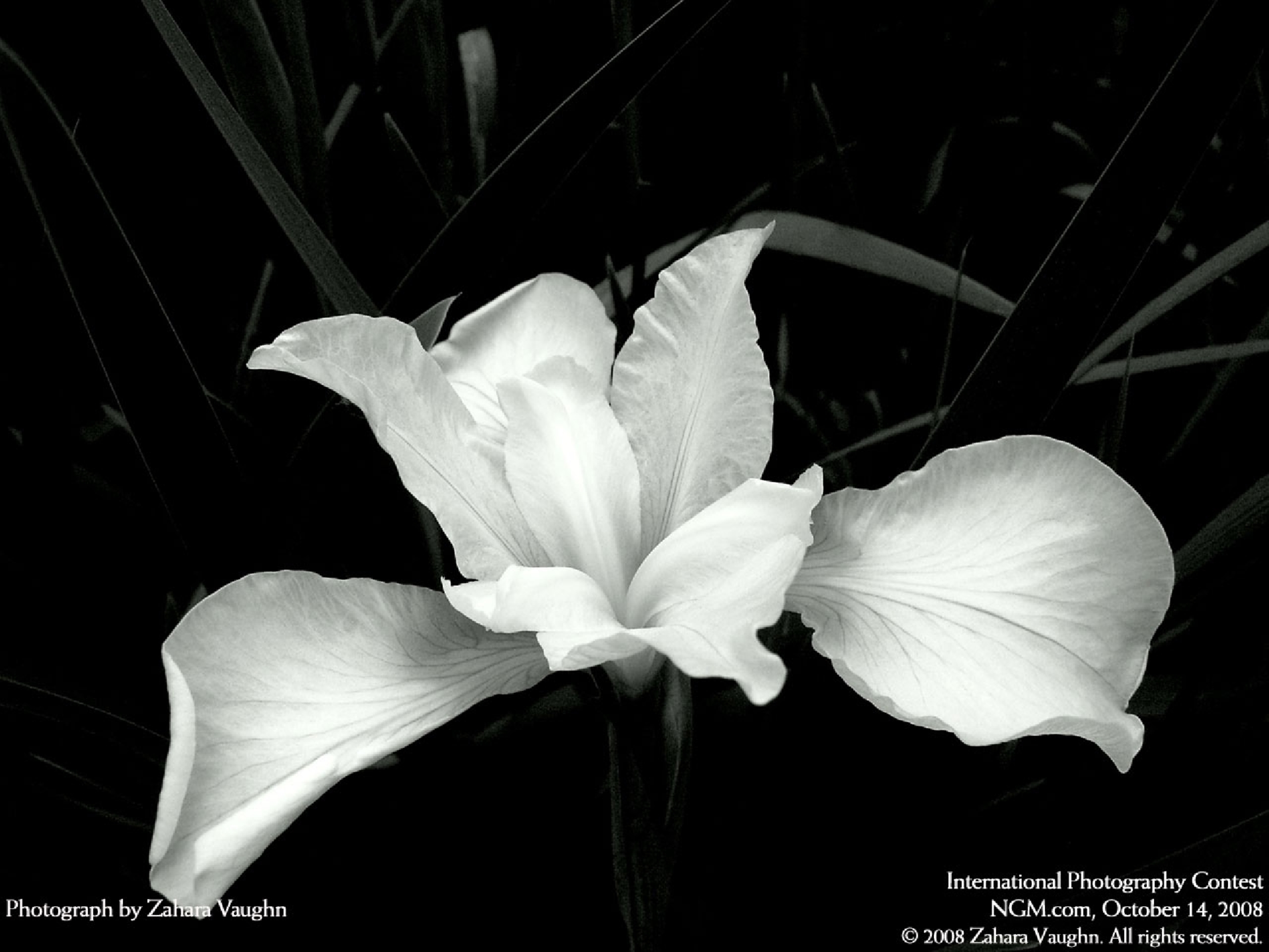 Black and White Flower On Background
