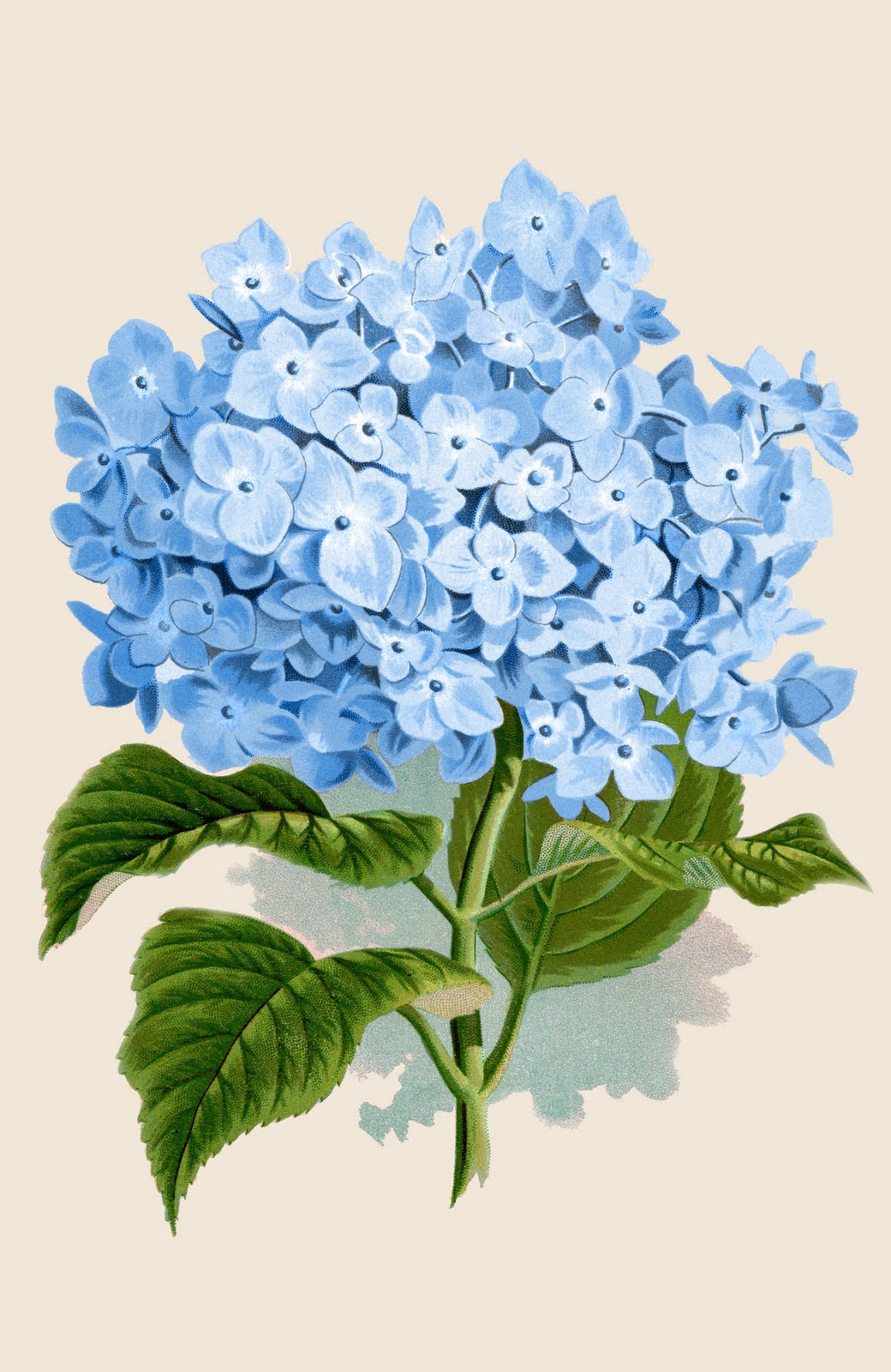 Free Vintage Hydrangea Botanical Prints