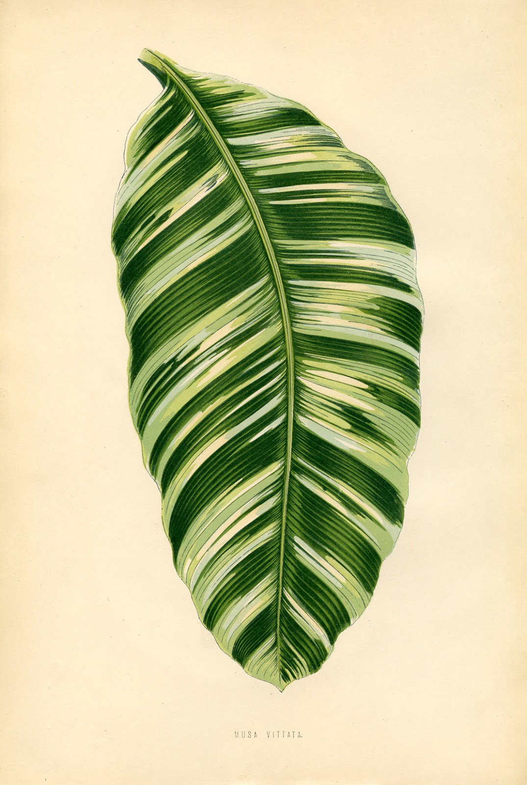 Free Vintage Printable Botanical Leaf Prints