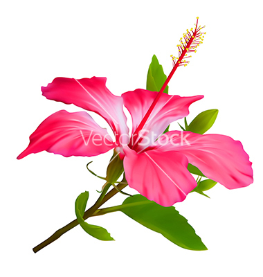Hawaiian Hibiscus Flower Vector Art