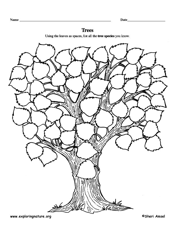 Tree Graphic Organizer Tree Graphic Organizer