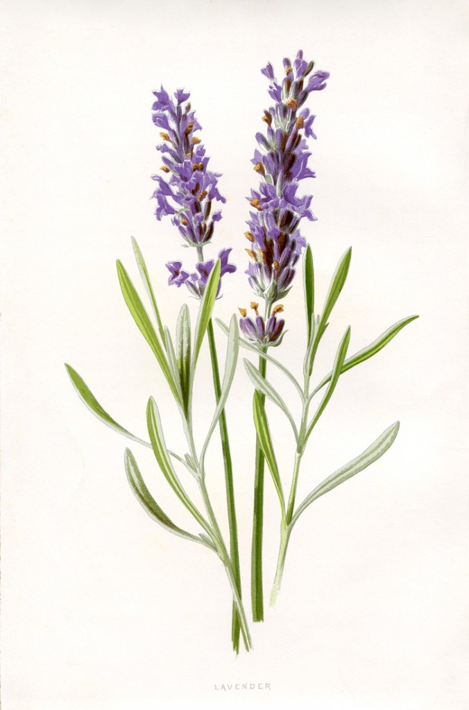 Vintage Botanical Lavender Flowers