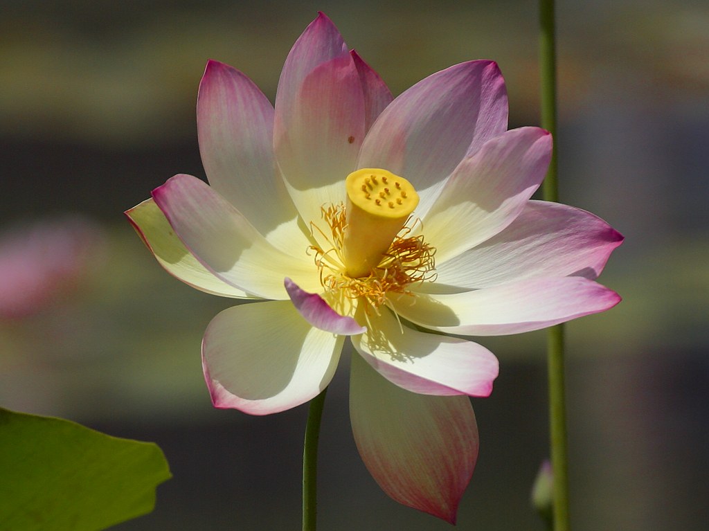 Beautiful Lotus Flower Pictures Free