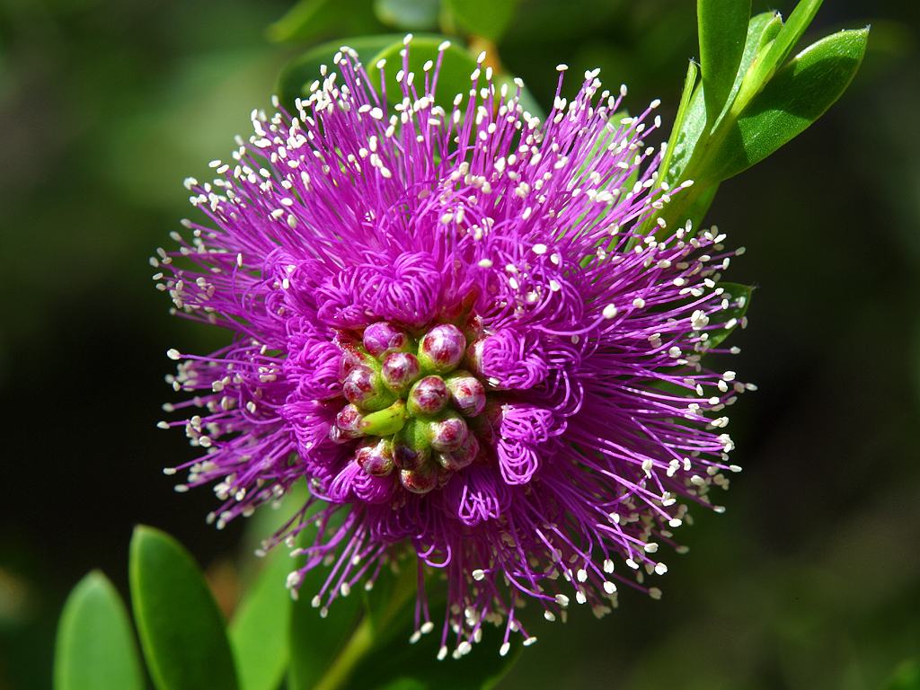 Beautiful Purple Flowers